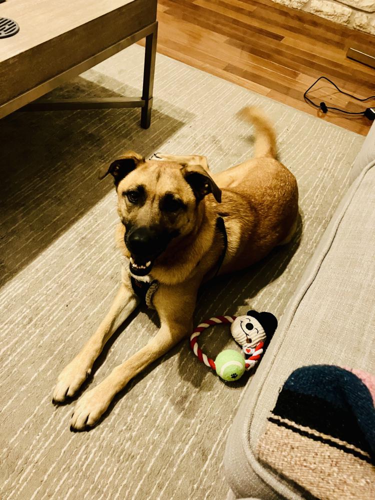 Image of Jolly? Unknown., Found Dog