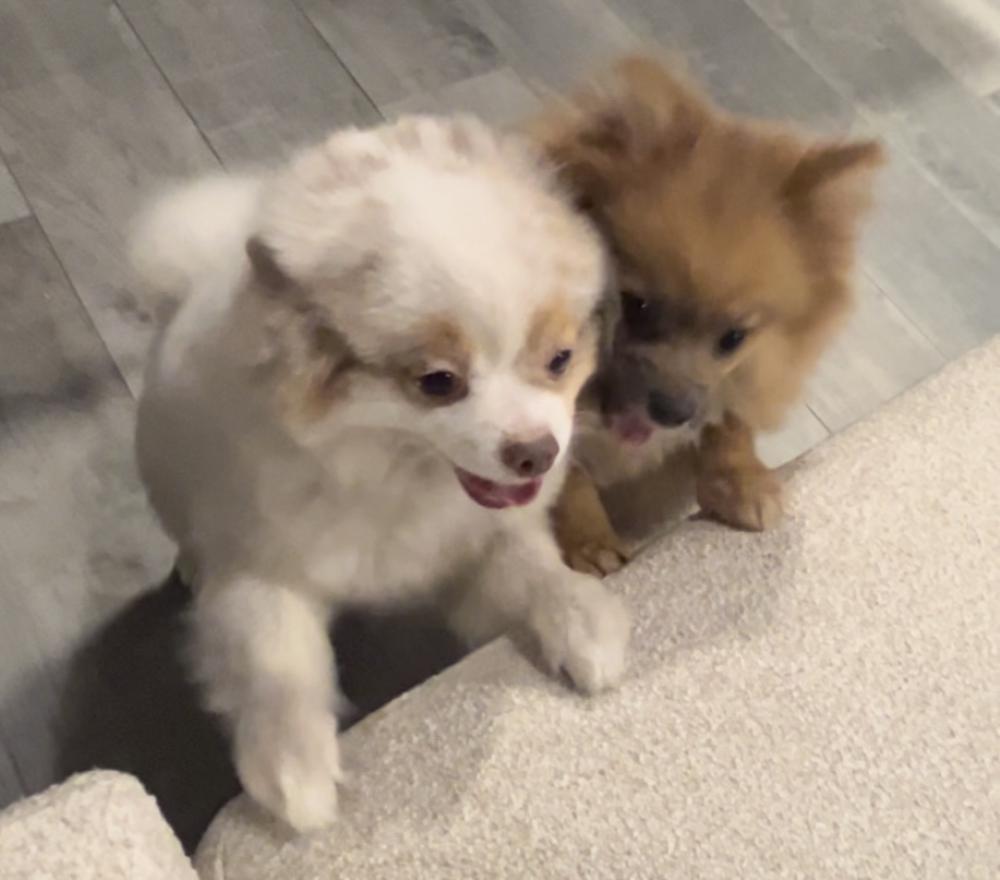 Image of Juju and Rocky, Lost Dog