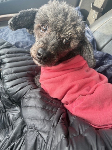 Image of Unknown, Found Dog