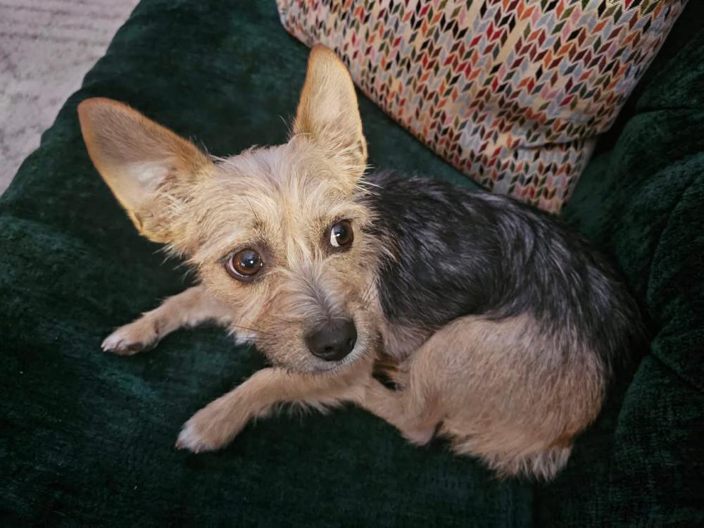 Image of Penny, Lost Dog