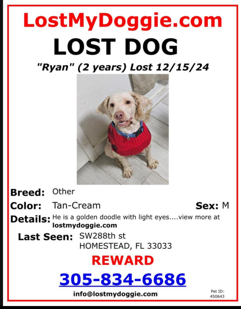 Image of Ryan, Lost Dog