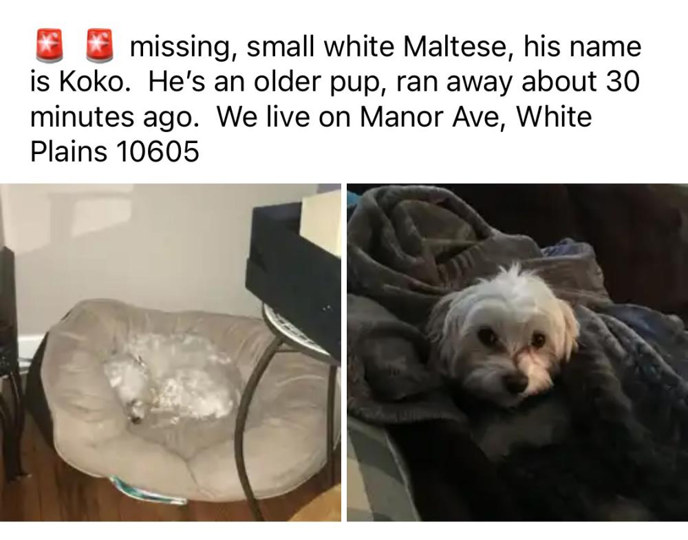 Image of Koko, Lost Dog