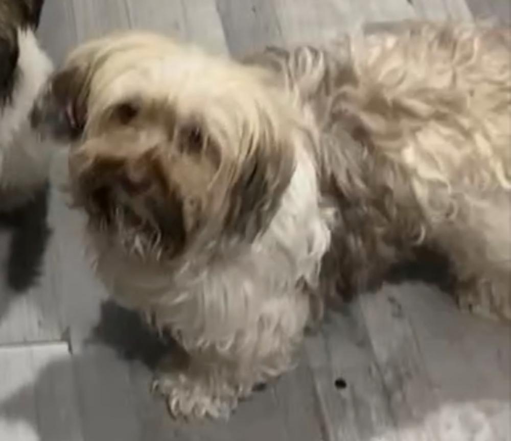 Image of ZOEY, Lost Dog