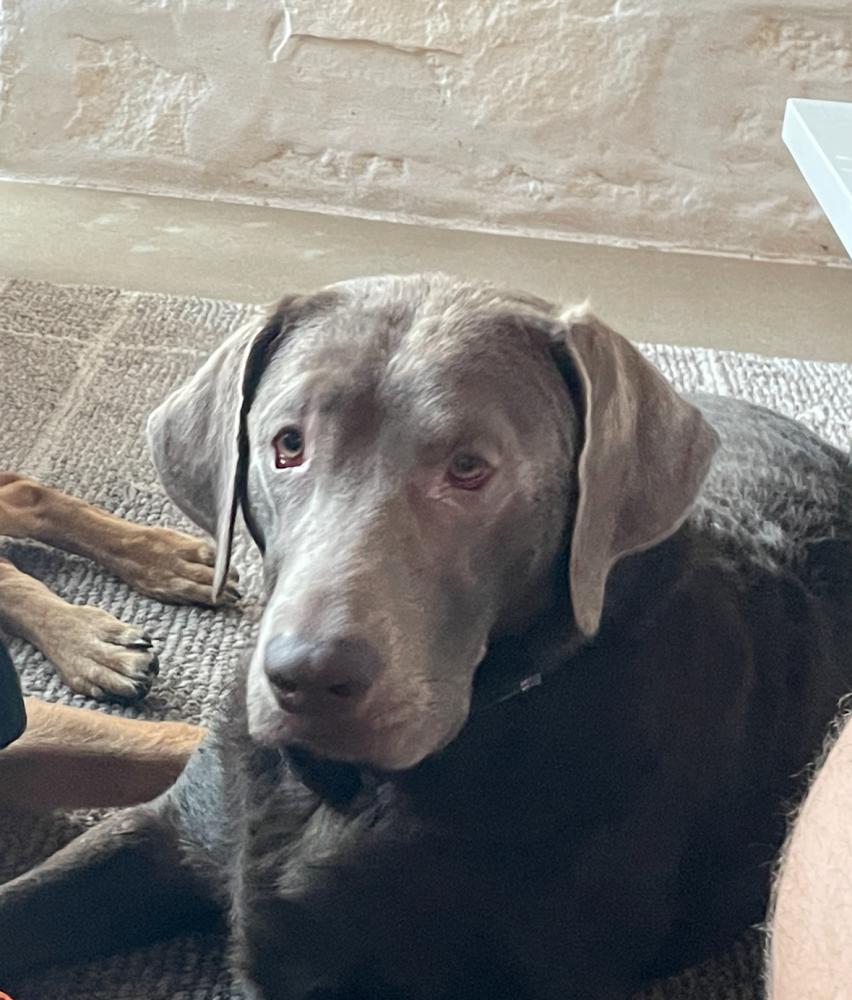 Image of Charli, Lost Dog