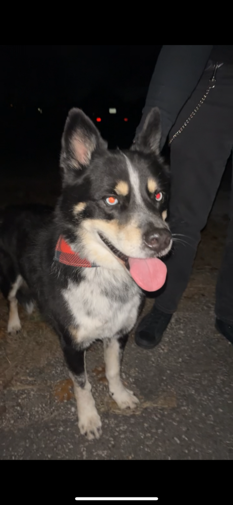 Image of Unknown, Found Dog