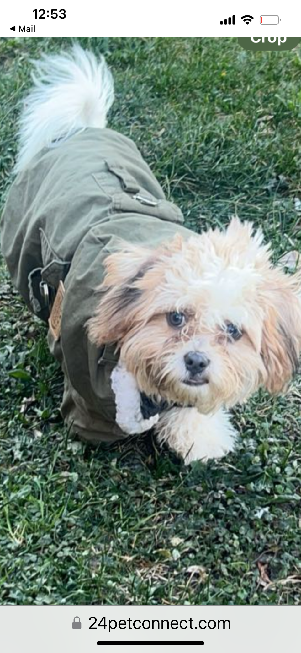 Image of Toby, Lost Dog