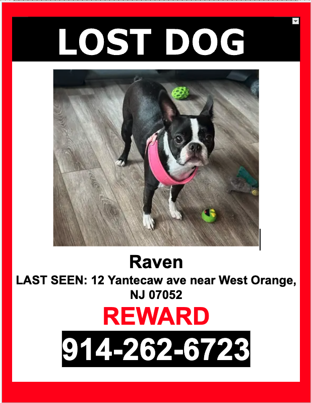 Image of Raven, Lost Dog