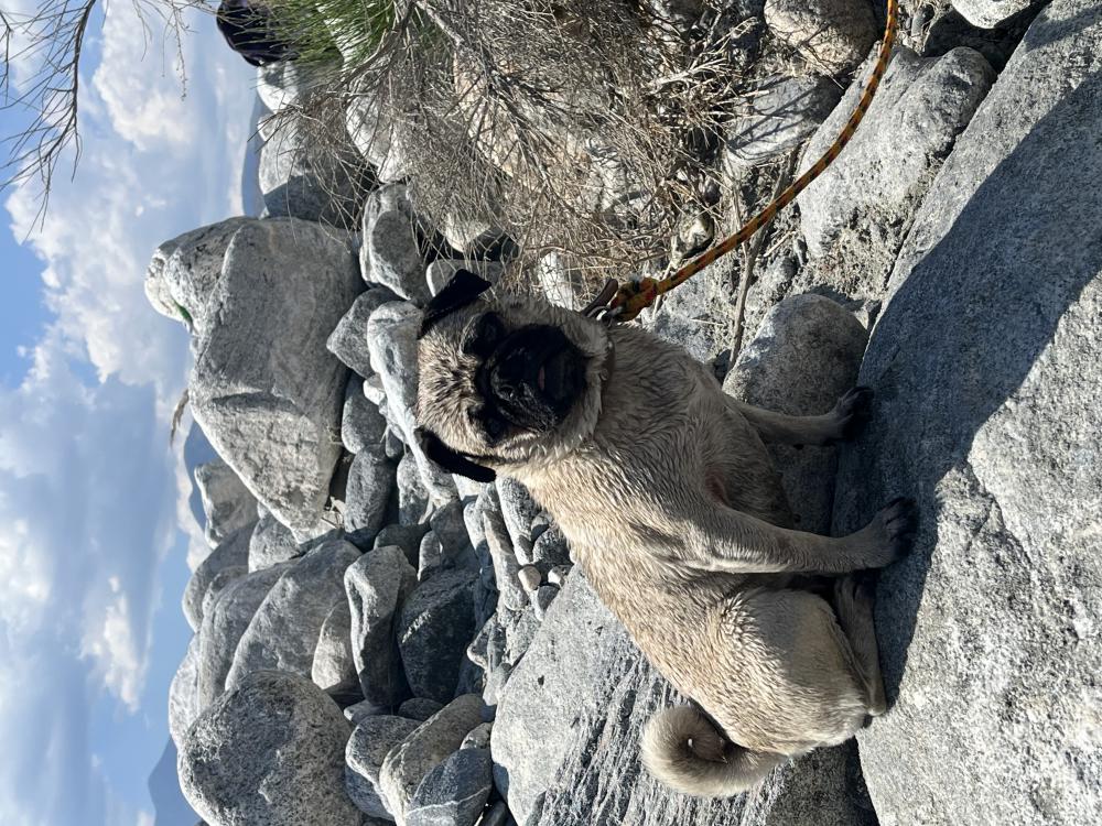 Image of Chela Mela, Lost Dog