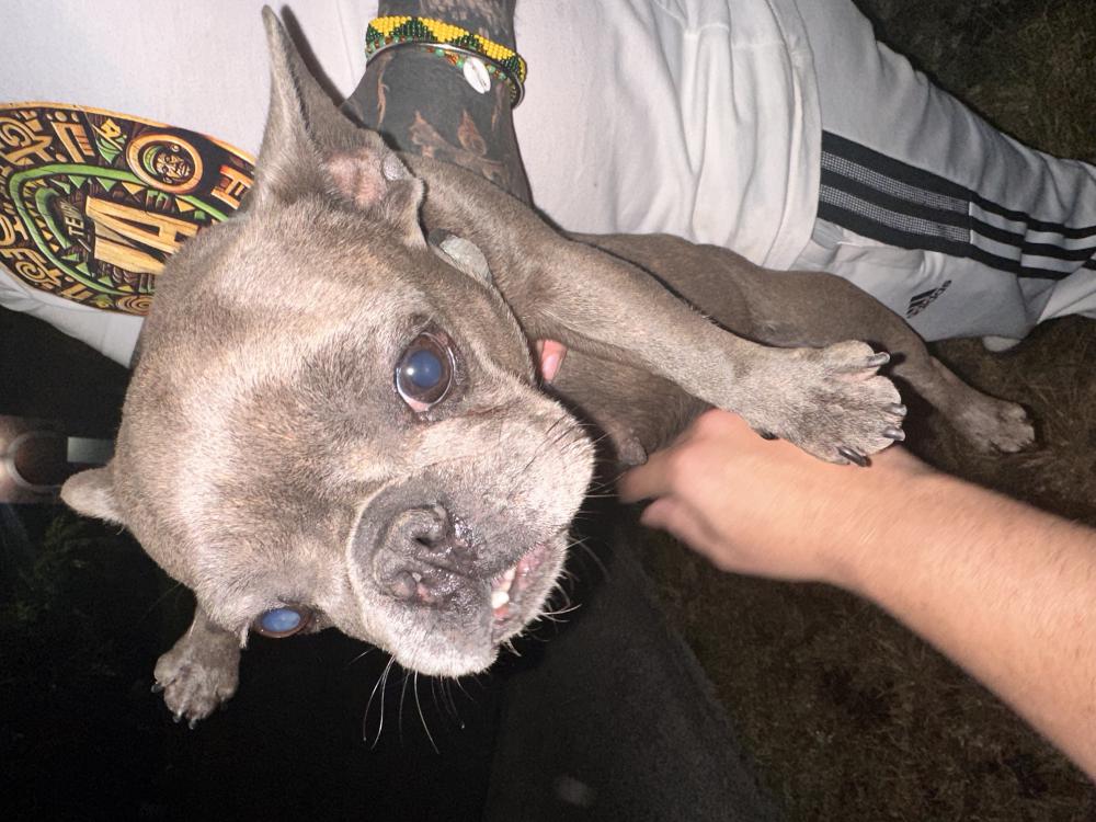 Image of Unknown, Found Dog