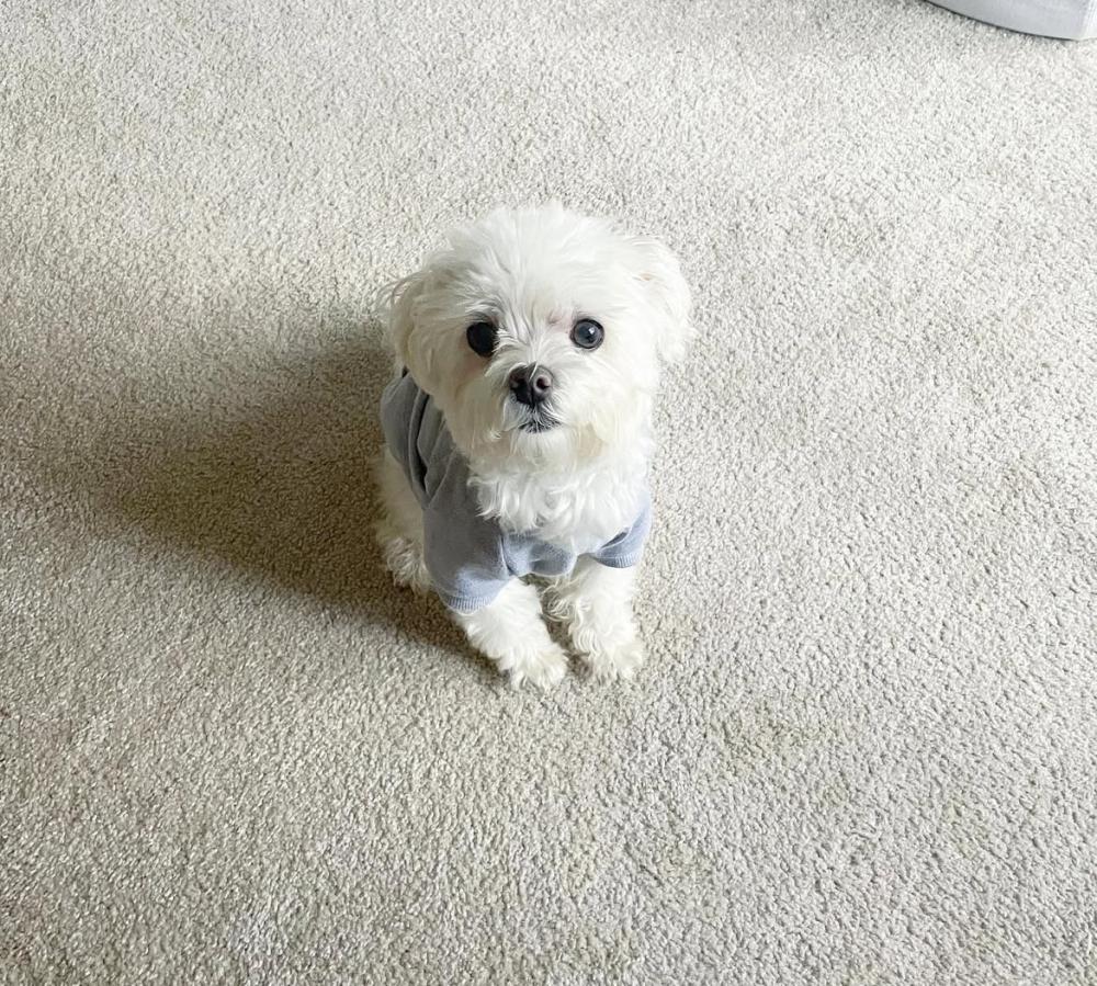 Image of Rhino, Lost Dog