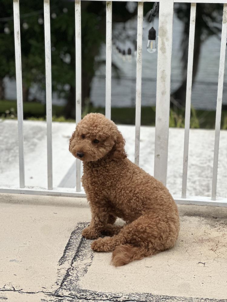 Image of Bailey, Lost Dog