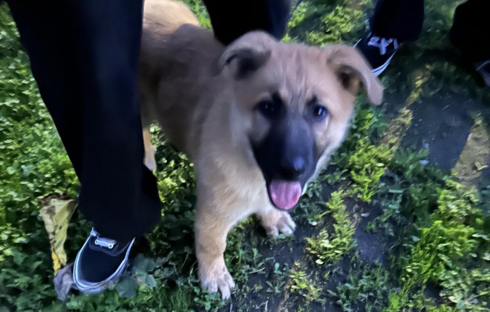 Image of Unknown, Found Dog