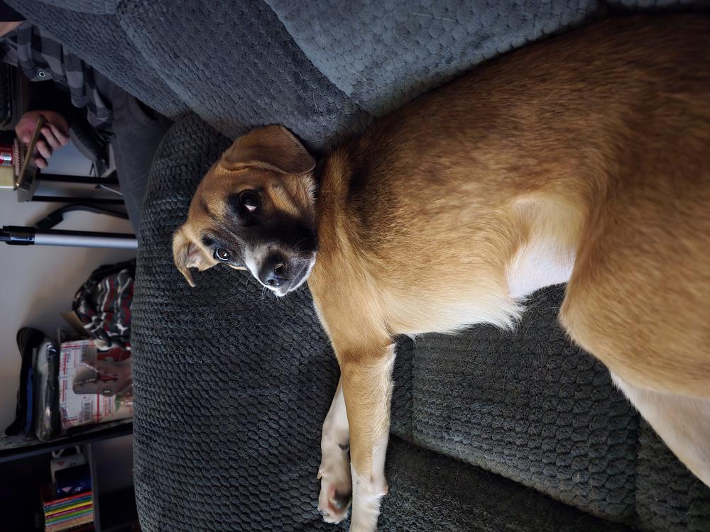 Image of Barkli, Lost Dog
