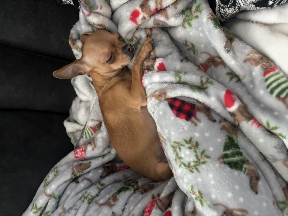 Image of Lexi, Lost Dog