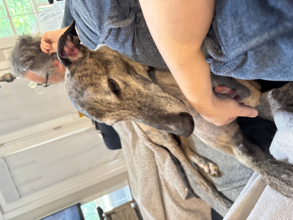 Image of Starbuck, Lost Dog