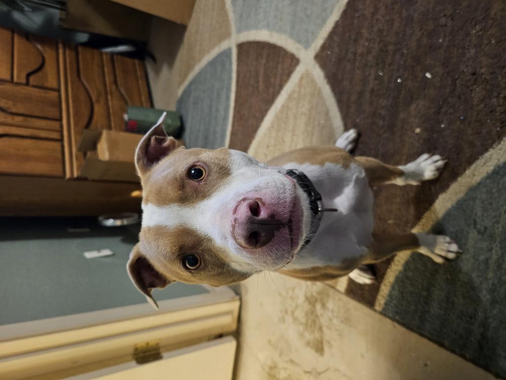 Image of Unknown, Found Dog