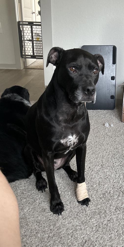 Image of Floyd, Lost Dog