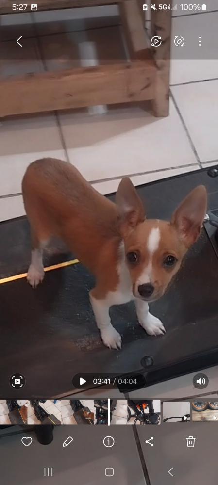Image of (LJ) Lucy Jr., Lost Dog