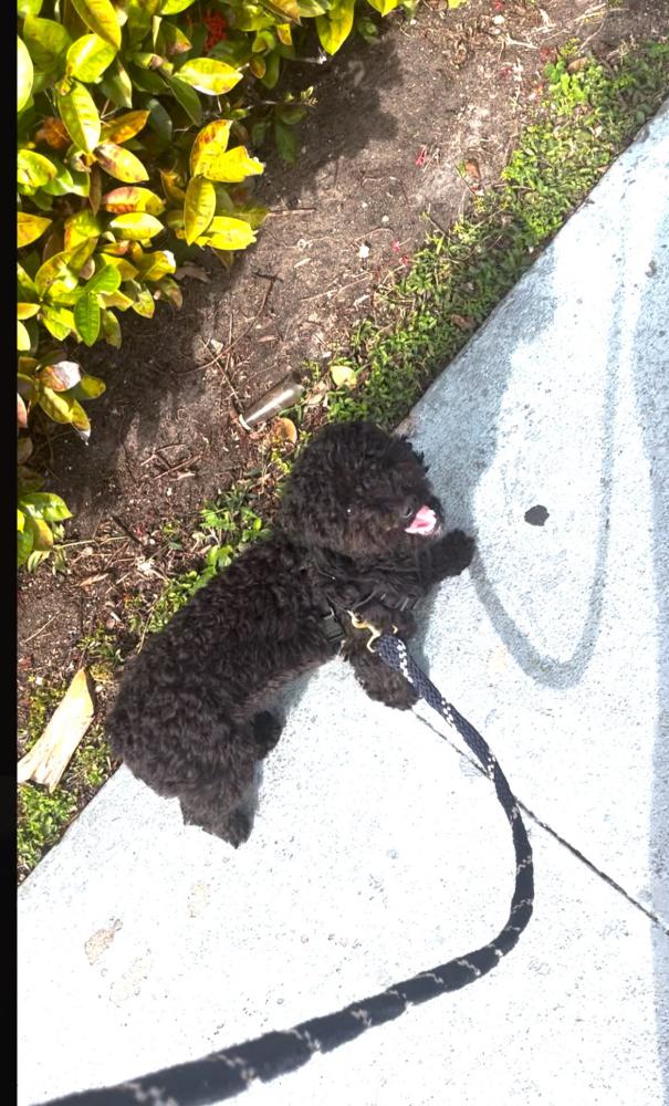 Image of Unknown, Lost Dog