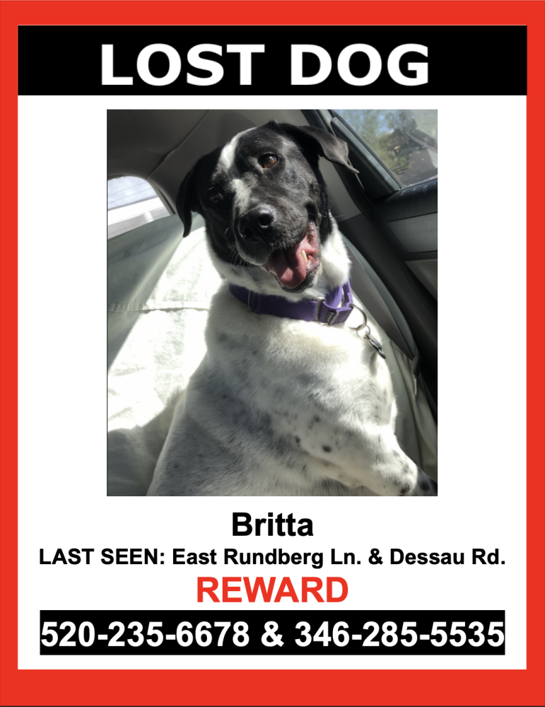 Image of Britta, Lost Dog