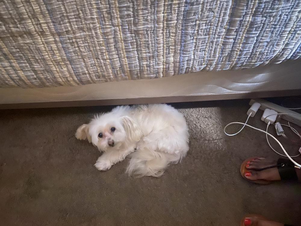 Image of Niko, Lost Dog