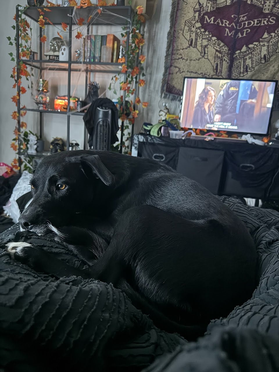 Image of Zola, Lost Dog