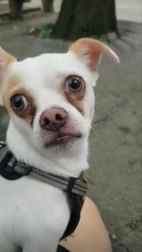 Image of Max, Lost Dog
