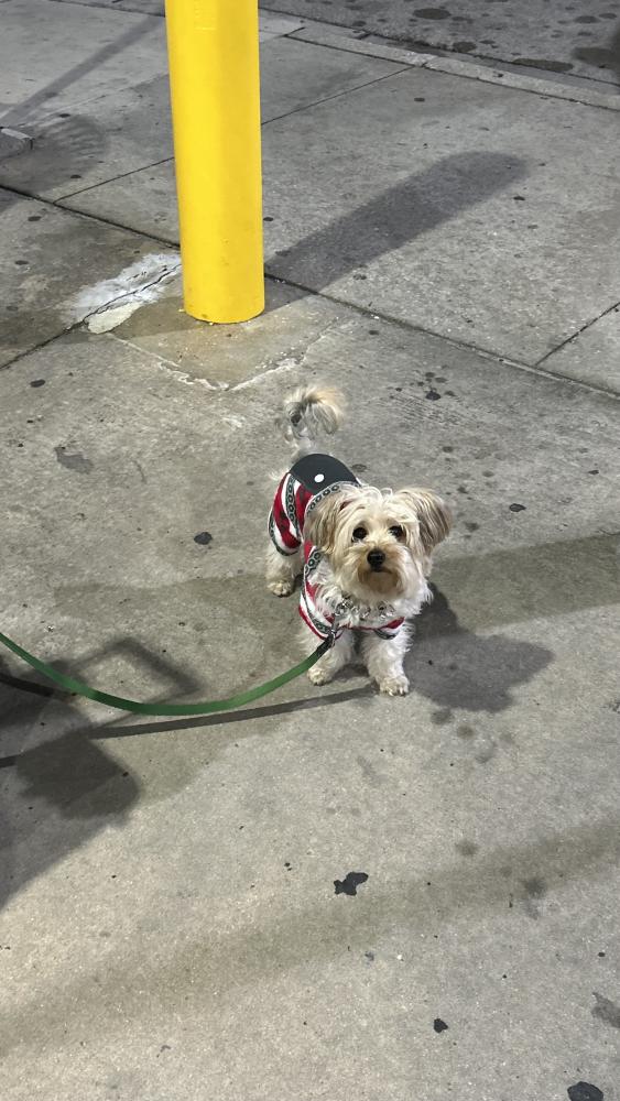 Image of Hennessy, Lost Dog