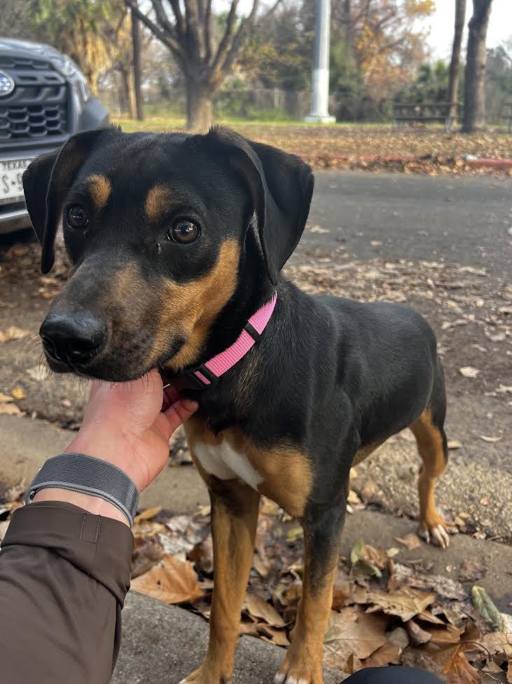 Image of N/A, Lost Dog