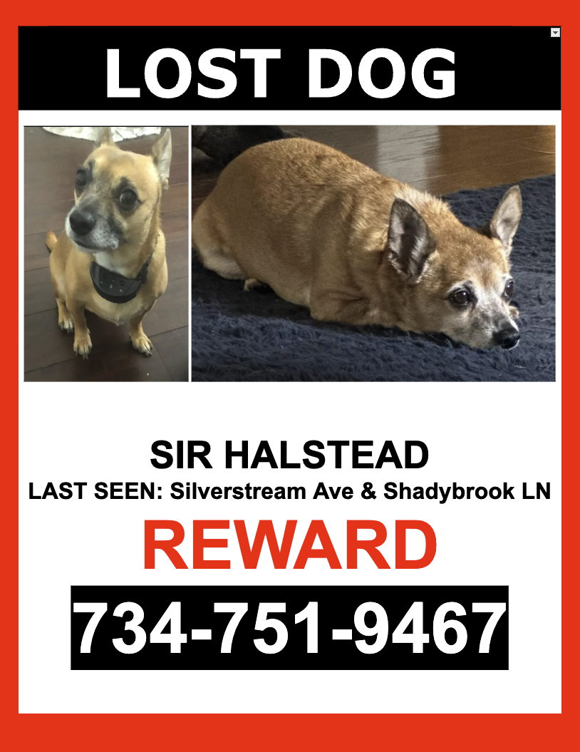 Image of Sir Halstead, Lost Dog