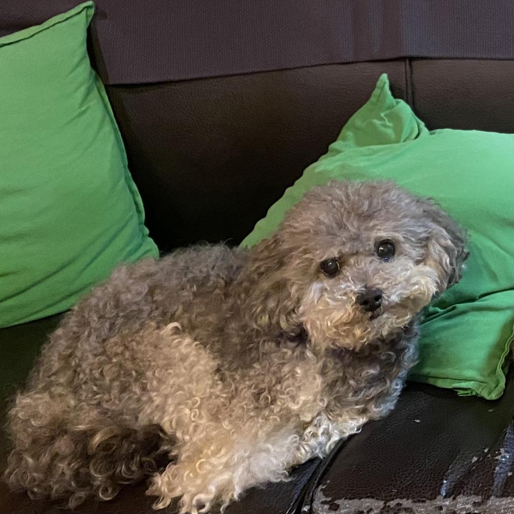 Image of Lady, Lost Dog