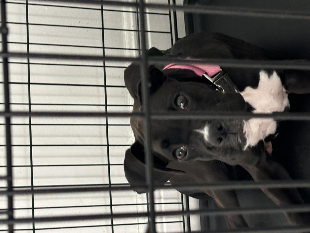 Image of Ali, Lost Dog
