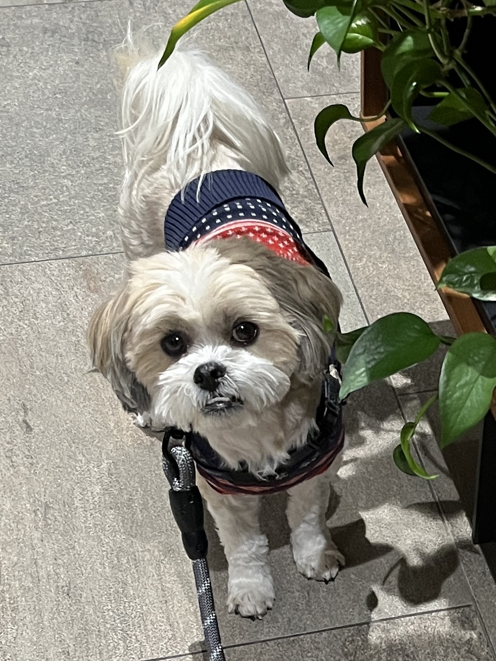 Image of Coco, Lost Dog