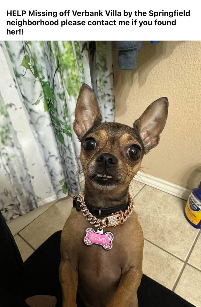 Image of Lola Vasquez, Lost Dog