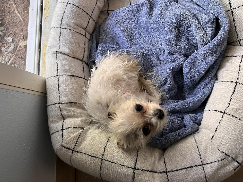 Image of Ticket, Lost Dog
