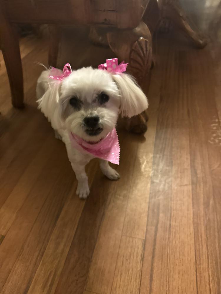 Image of Nova, Lost Dog