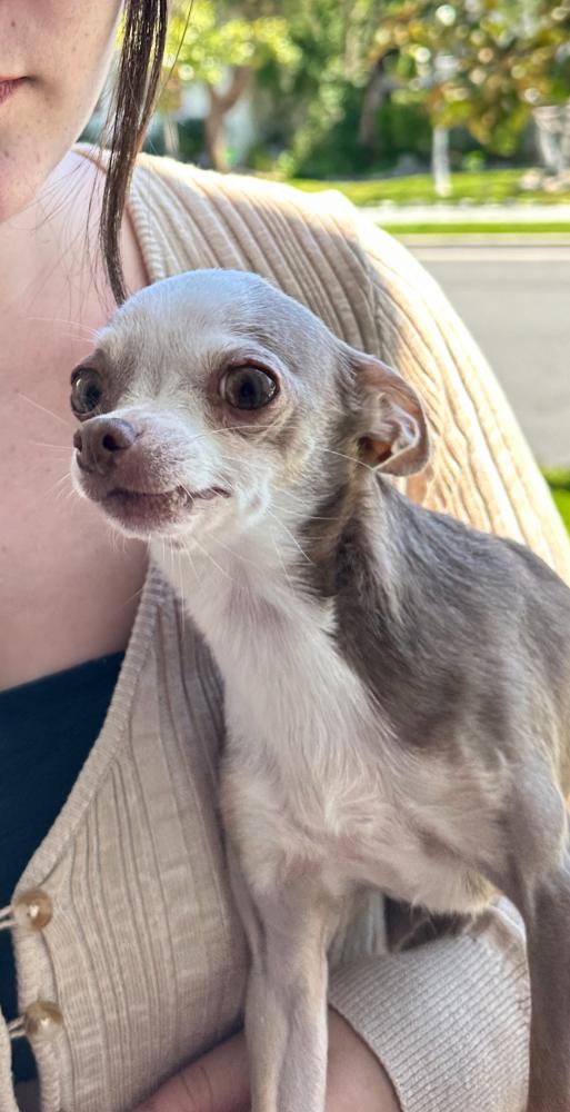 Image of Paige, Lost Dog