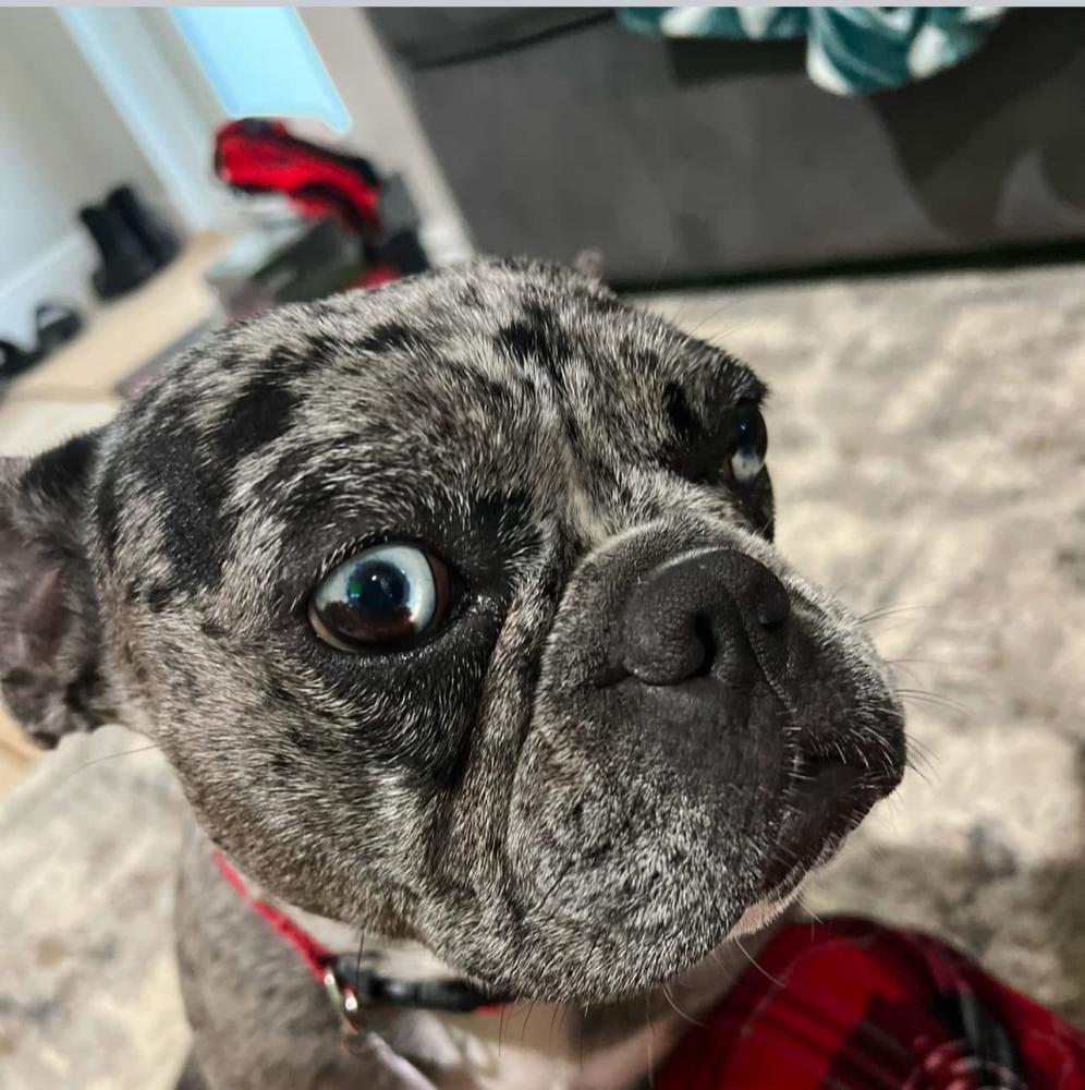 Image of Lola, Lost Dog
