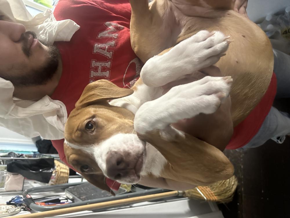 Image of Dina, Lost Dog