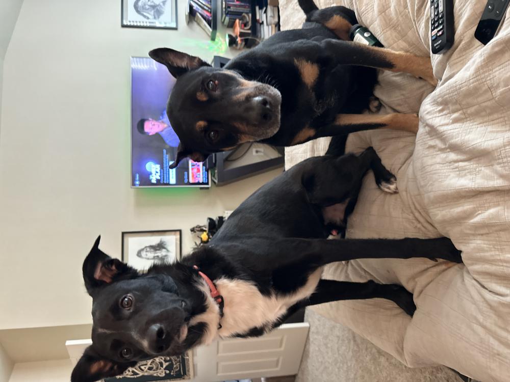 Image of Kodi, Lost Dog