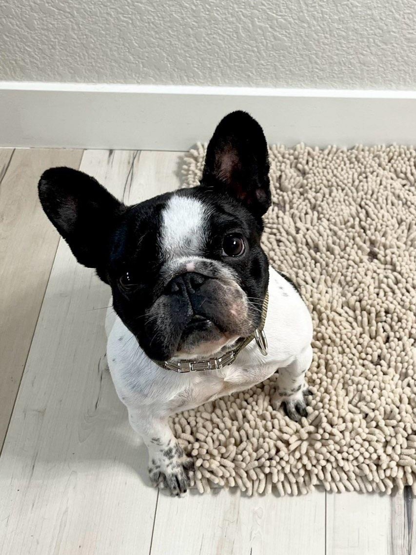 Image of Evie, Lost Dog
