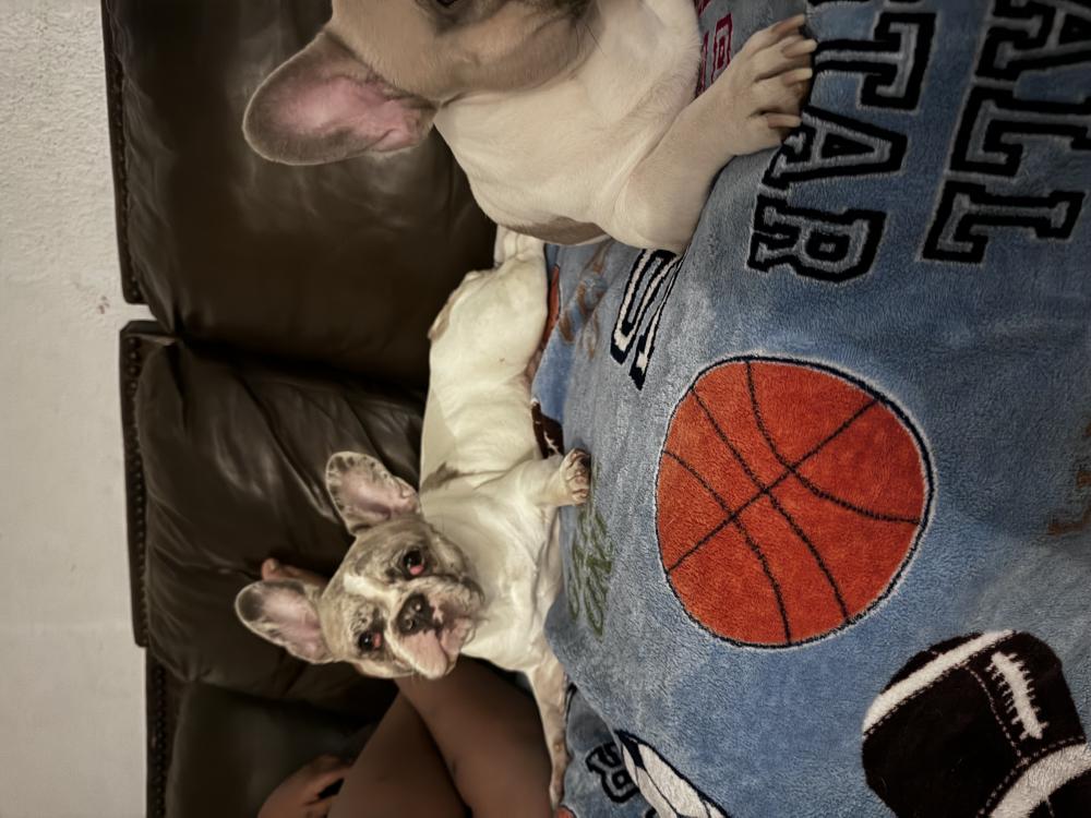 Image of Lilo, Lost Dog