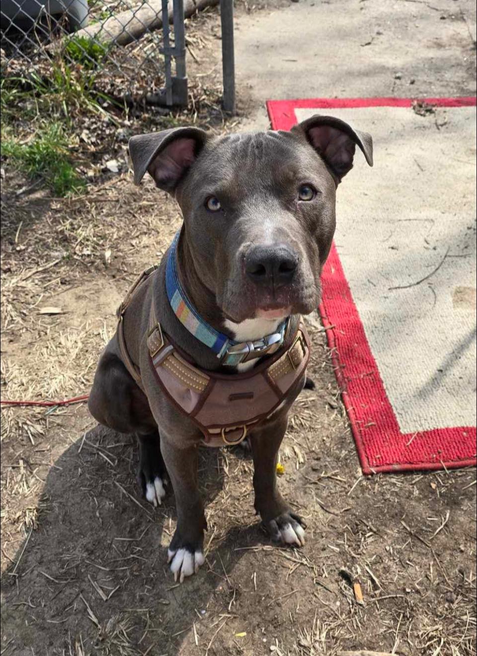 Image of BUDDY, Lost Dog