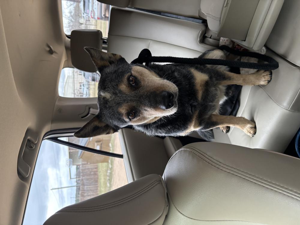 Image of Unknown, Found Dog