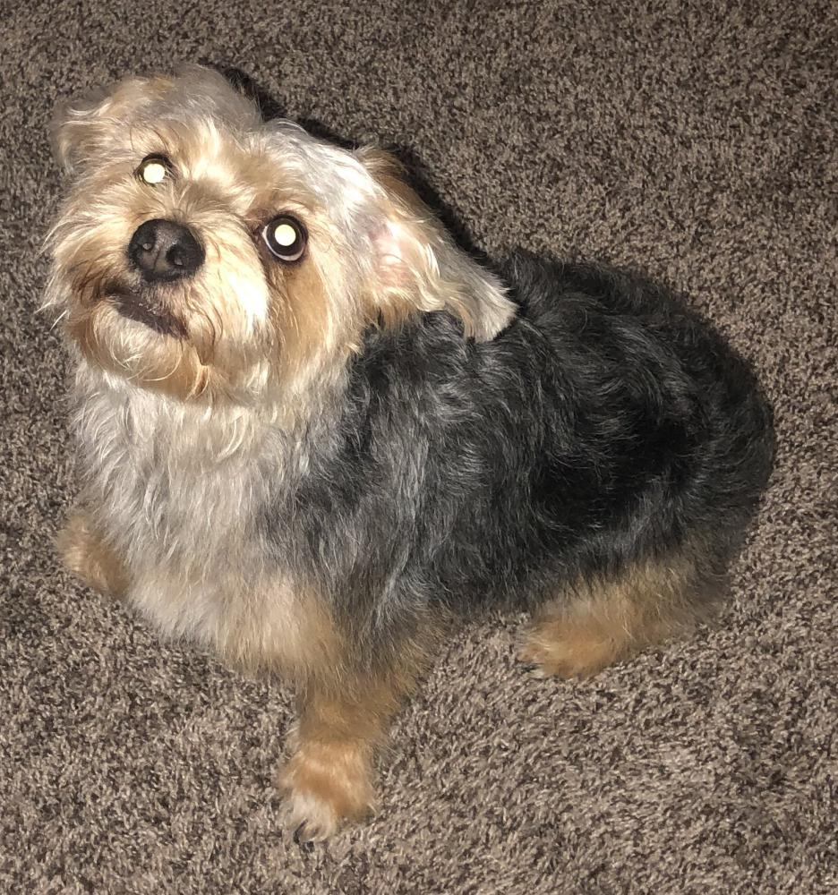 Image of Johnny, Lost Dog