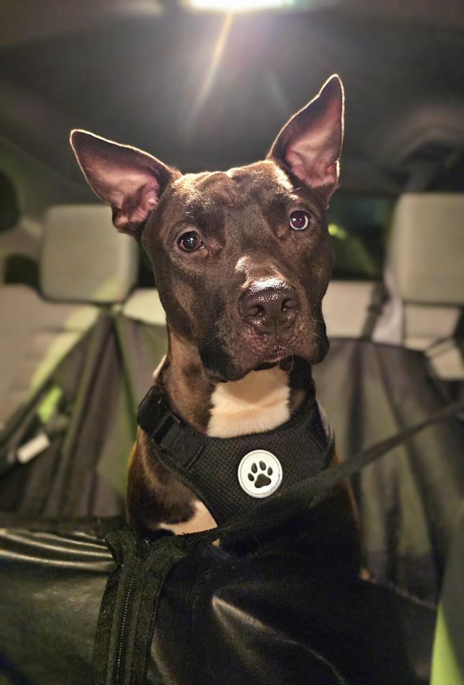 Image of UNKNOWN, Found Dog