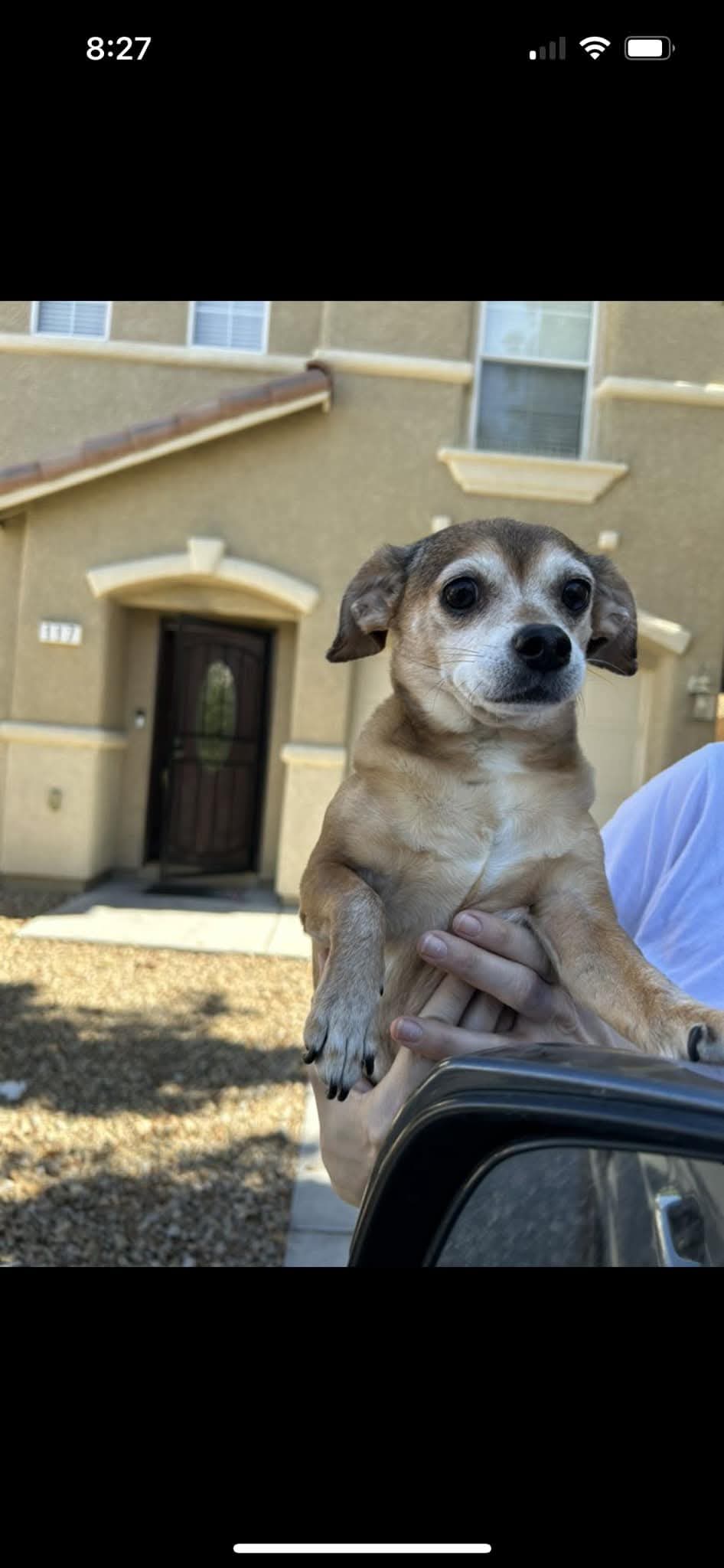 Image of Johnson, Lost Dog