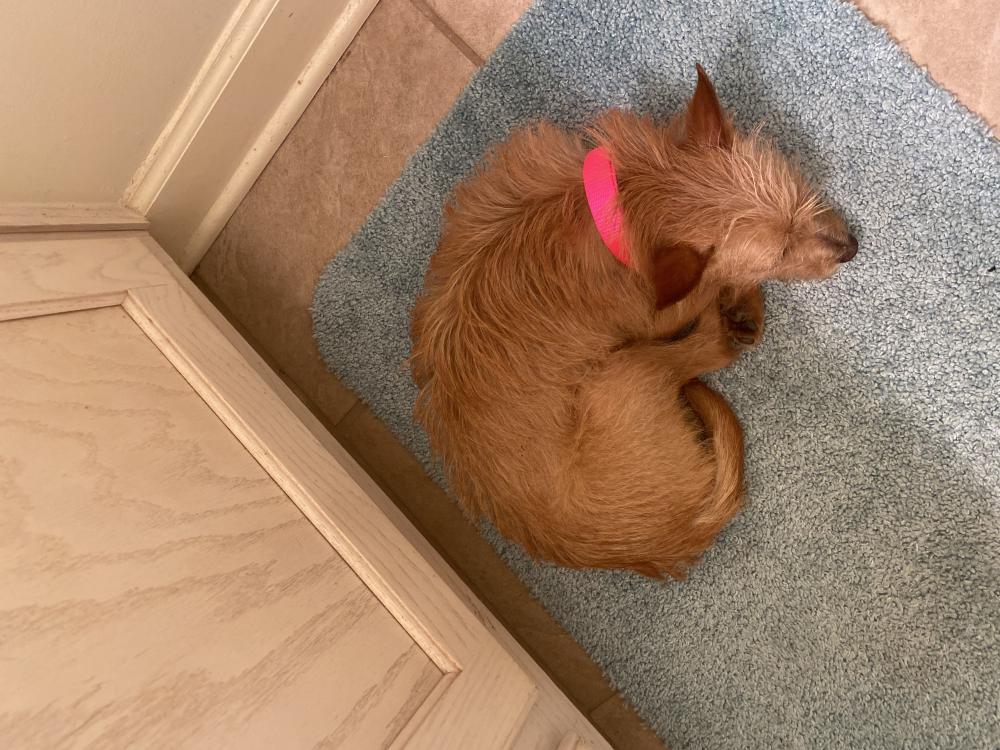 Image of Mya, Lost Dog