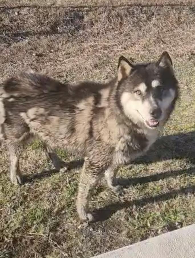Image of Unknown, Found Dog