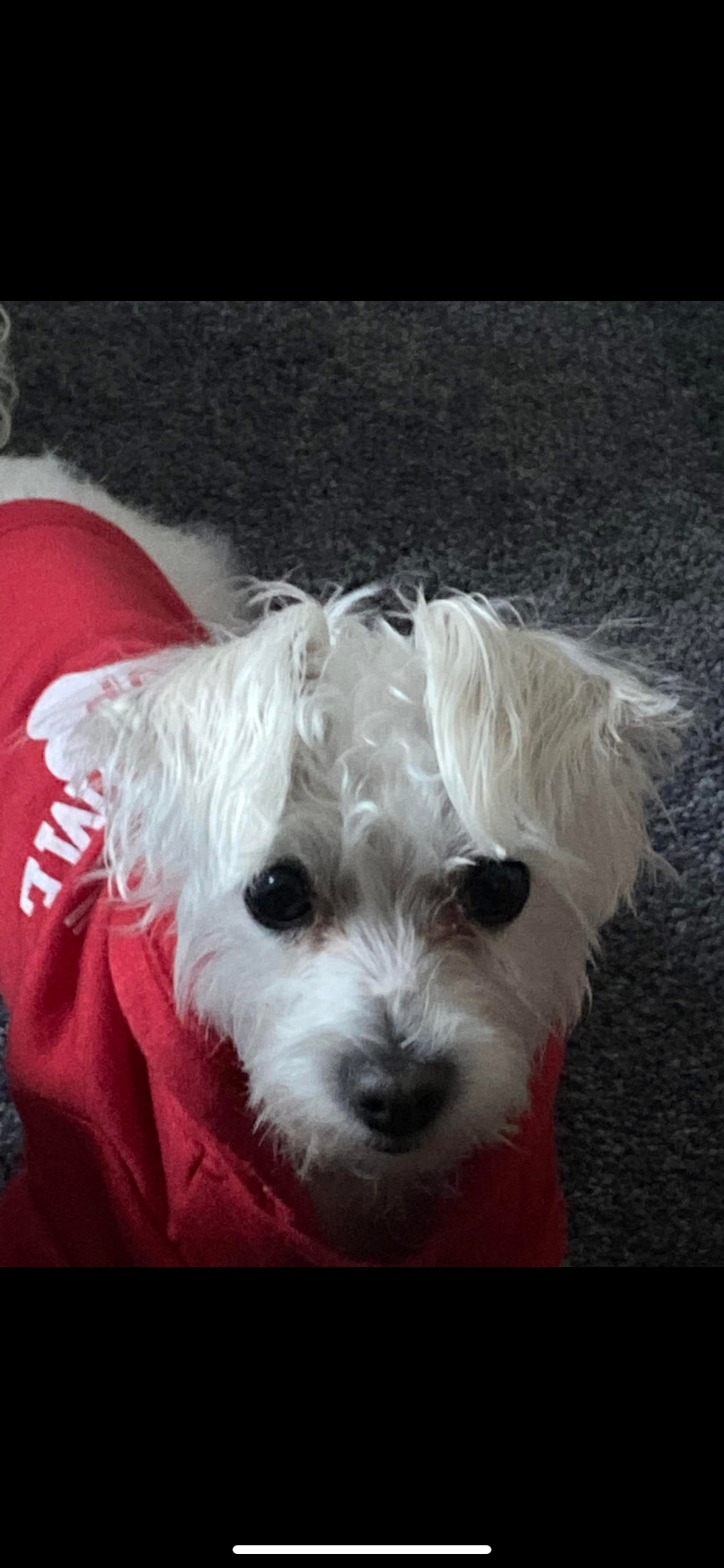 Image of Cooper, Lost Dog
